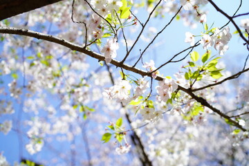 青空に向かって咲く桜の花