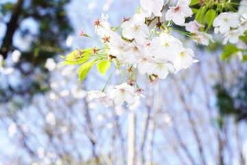 青空に向かって咲く桜の花
