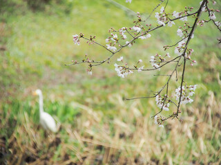 白い鳥がいる水辺の手前に咲いた桜