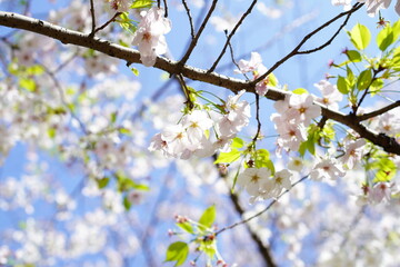 青空に向かって咲く桜の花