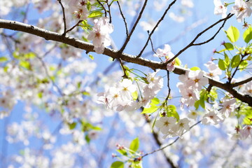 青空に向かって咲く桜の花