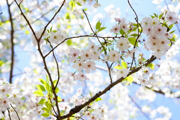青空に向かって咲く桜の花