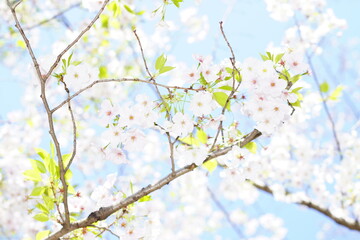 青空に向かって咲く桜の花