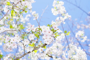 青空に向かって咲く桜の花