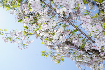 青空に向かって咲く桜の花