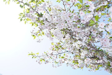 Obraz na płótnie Canvas 青空に向かって咲く桜の花