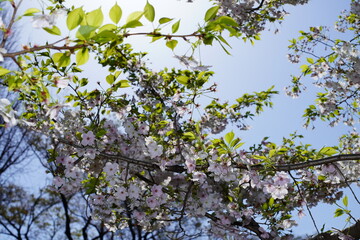青空に向かって咲く桜の花