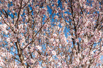 Almond blossoms in early spring.