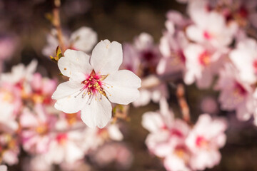 Almond blossoms in early spring.