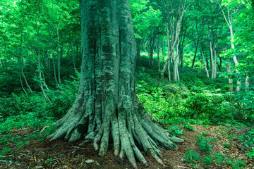 ブナの巨木と生い茂る草木