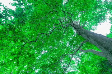 Fototapeta na wymiar 緑の葉が生い茂るブナの木