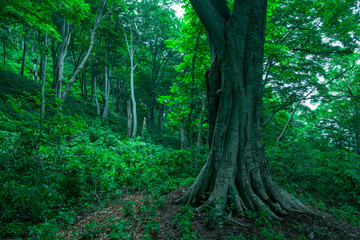 Naklejka premium ブナの巨木と生い茂る草木
