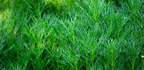 green grass background