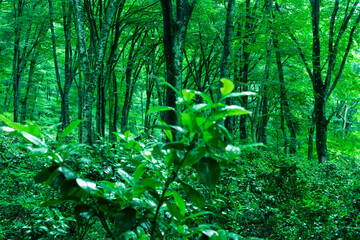 草木が生い茂るブナの原生林