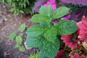 Strobilanthes crispa also known as keji beling