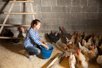 Farmer woman feeding chikens in a hen house. High quality photo © JackF