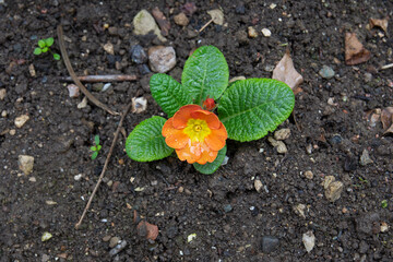 Primula vulgaris, common primrose, is a flowering plant species in the Primulaceae family native to western and southern Europe, northwest Africa and parts of southwest Asia.