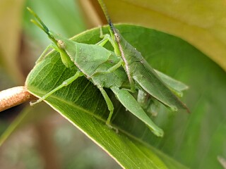 grasshopper on leaf