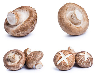 collection mix set mushroom isolated on white background
