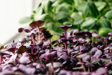 Obraz premium Radish sango and sunflower microgreens in a tray on the home windowsill.The concept of healthy eating,vegan concept.Home gardening.Selective focus with shallow depth of field,copy space.