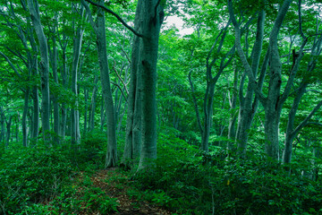 Fototapeta premium 草木が生い茂るブナの原生林