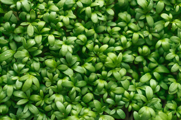 Watercress salad microgreens close-up,top view.The concept of healthy eating,vegan concept.Home gardening.Natural background.