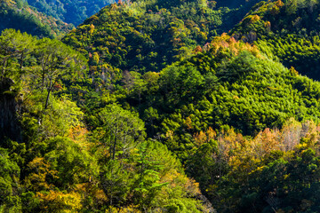 the beautiful green forest as a background