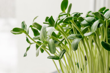 Close up of sunflower microgreens in a tray on the home windowsill.The concept of healthy eating,vegan concept.Home gardening.Selective focus with shallow depth of field,copy space.