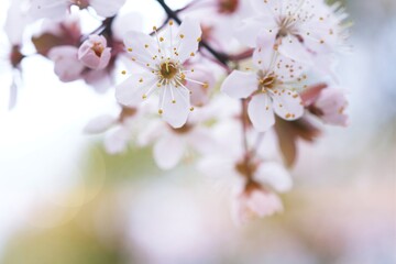 Fototapeta na wymiar Cherry Blossom or Sakura flower on nature background.