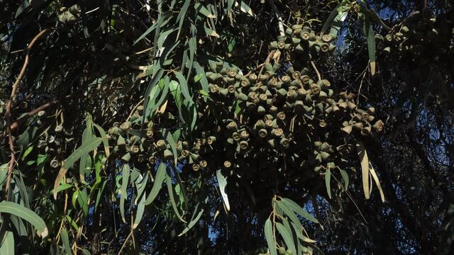 Eucalyptus tree (Eucalypteae), closeup of branches bearing fruits, swaying in the wind in spring, Morocco, slow-motion.