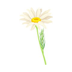 Common Daisy or Bellis Perennis on Stem with White Ray Florets and Yellow Disc Floret Vector Illustration