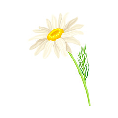 Common Daisy or Bellis Perennis on Stem with White Ray Florets and Yellow Disc Floret Vector Illustration
