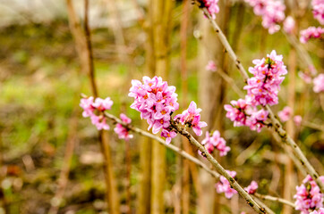 Branch with flowers of Daphne mezereum photographed in nature