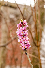 Branch with flowers of Daphne mezereum photographed in nature