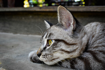 focus of short hair cat face © Kongkit