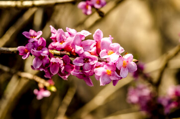 Branch with flowers of Daphne mezereum photographed in nature
