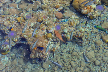 Fishes in sea. Flora and fauna of the Red Sea. The wonderful world of the Red Sea. Sea Scenery