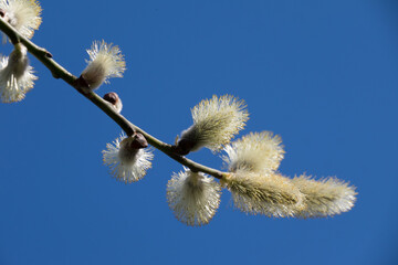 Fresh yellow willow catkins on a branch in early spring with blue sky