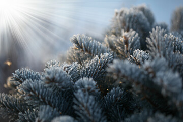 Branches of spruce covered with morning frost. Texture. Natural blurred background. Image.