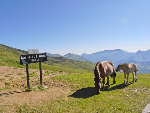 Horses grazing at the summit of Col d'Aubisque in Pyrenees mountains in France