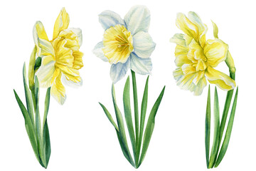 Fototapeta na wymiar Watercolor flowers, Set of daffodils on isolated on white background, botanical illustration, flora design