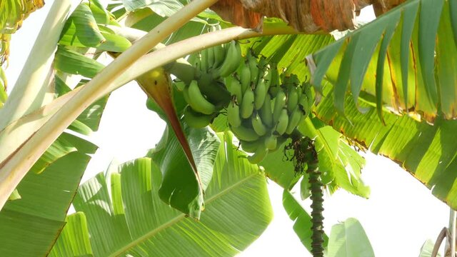 Macro shot of banana tree with green bananas hanging on banana tree