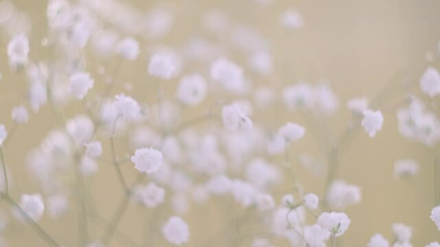 White small flowers of gypsophila close-up on a light background. The concept of blooming, spring.