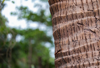 Close up photo of coconut tree bark. coconut tree and texture 