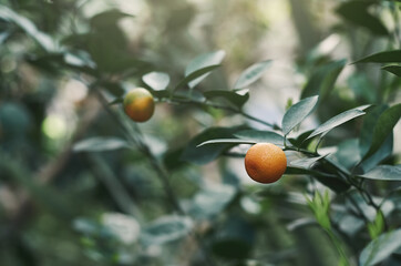 a small orange tangerine on a branch with green leaves