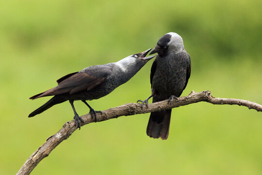 Western jackdaw (Corvus monedula), also known as the Eurasian jackdaw, pair sitting on the branch with green background. Comic position of two black raven birds.