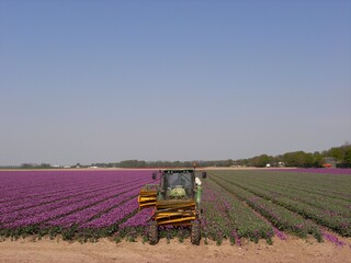 Fototapeta premium Noordoostpolder Netherlands - 23 April 2011 - Road trip through fileds with tulips