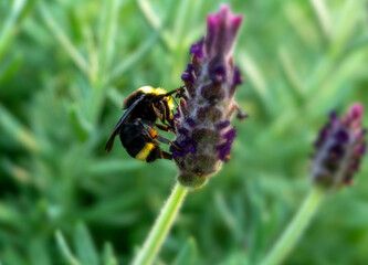 Vivid Bumble Bee on Lavender flower close up.