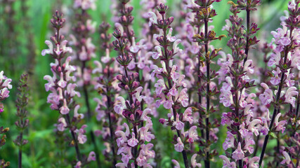 Obraz premium Meadow of vivid lavandula flowers close up. Herbal medicine.