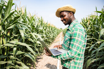 Africa American farmer searching with laptop in corn field examining crop at blue sky and sunny. Agriculture business and innovation concept. Researching plant species